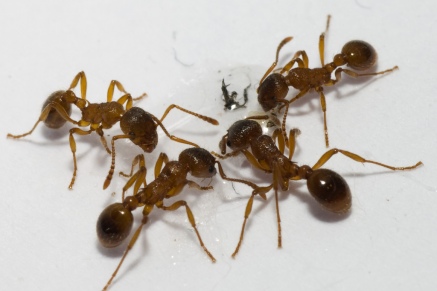 Уничтожение муравьев в Щёлково 