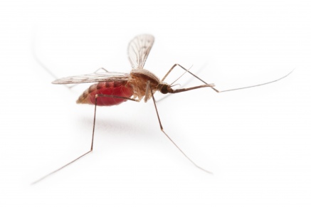Уничтожение комаров   в Щёлково 