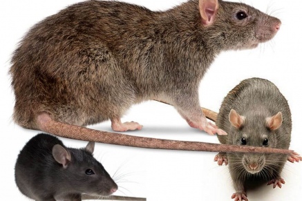Уничтожение крыс в Щёлково 
